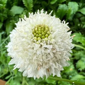 Hoa Scabiosa