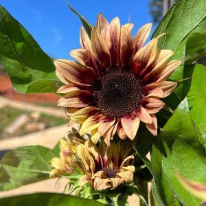 Hoa Hướng Dương