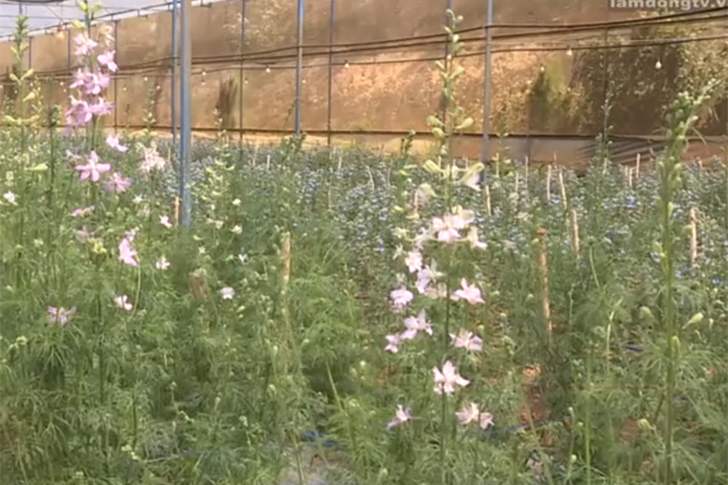Thanh Tước Farm thử nghiệm nhiều loại hoa mới
