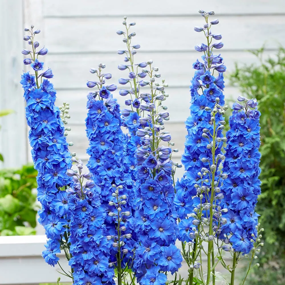 Delphinium