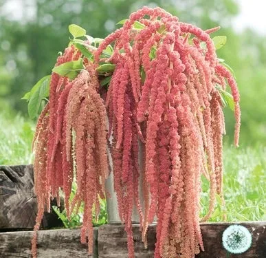 Hoa dền rủ