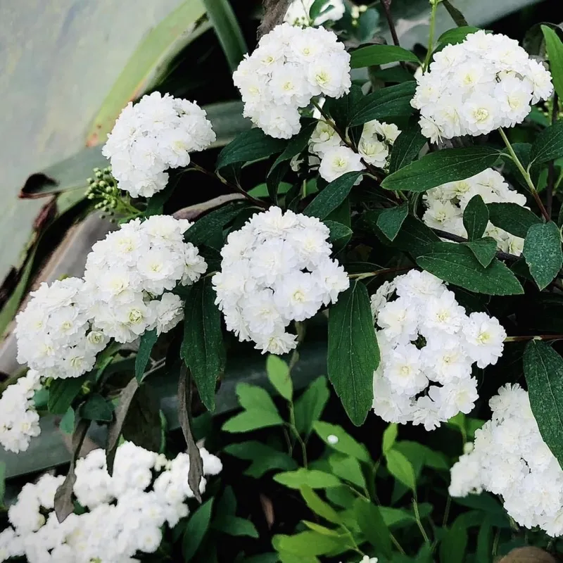 Tiểu Túc Cầu